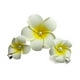 thumbnail image 1 of Pasamontañas con pinza para el pelo de espuma para mujer, 3 uds., hawaiana, flor de Plumeria blanca, para playa ER, 1 of 5