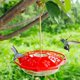 thumbnail image 2 of 12 oz Hanging Hummingbird Feeder with 8 Feeding Ports(Red), 2 of 3
