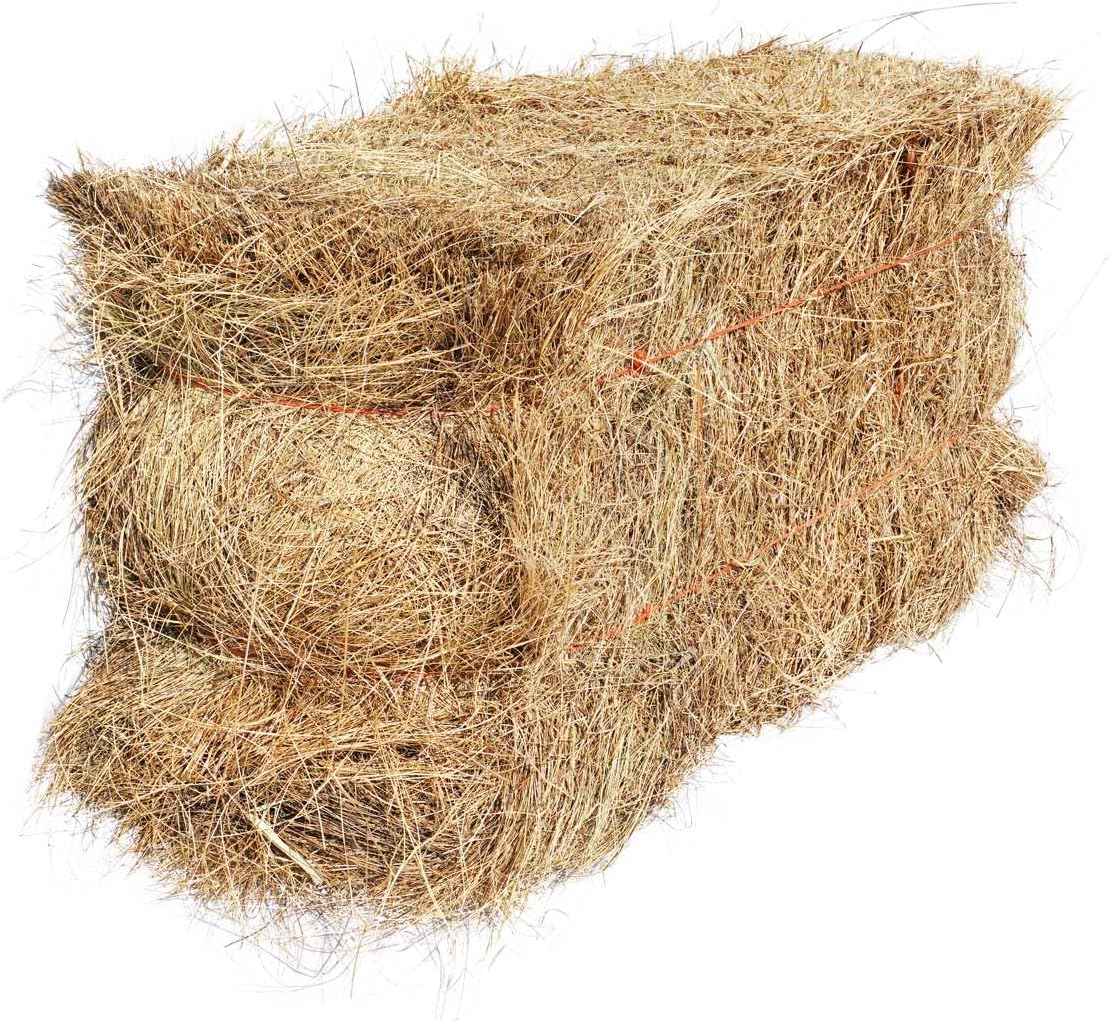 Organic Salt Hay Mulch for Vegetable Gardens | Clean & Sustainable | Weed-Seed-Free | Insulates & Retains Moisture for Plants & New Grass Overseeding | SM Box (12"x12"x12") | 125 Sq. Ft. Coverage