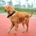 thumbnail image 4 of Collier pour Chien en Nylon Respirant Réglable Mode Collier d'Entraînement pour Chien, 4 of 10