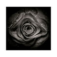thumbnail image 2 of Carson, Brian 15x15 Black Ornate Wood Framed with Double Matting Museum Art Print Titled - Black And White Begonia V, 2 of 4