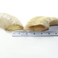 thumbnail image 2 of 2 Sheep Horn  #023-2 Natural Colored Polished Ram Horns, 2 of 4