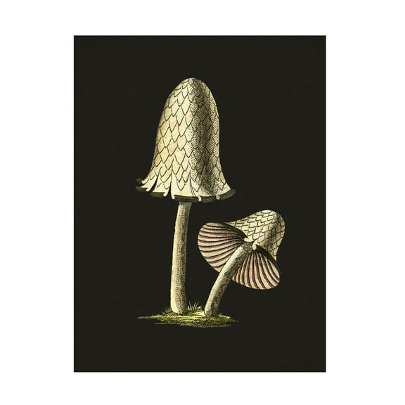 Trademark Fine Art Pictufy Vintage Inky Cap Edible Mushroom Black Background Canvas Wall Art