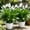 Green1, variant on Artificial Potted Trees with Ground Stakes, 19Inch Outdoor Garden Potted Flower Arrangement Designs, UV Resistant Fake Evergreen Shrubs Bushes Plants, for Outdoor Indoor Front Porch Garden