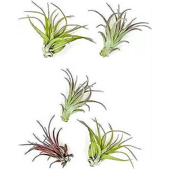 ragnaroc Air Plants - Tillandsia Brachycaulos Multiflora, Jumbo 5-7" - 5ct - Live Arrival Guaranteed - House Plants for Home Decor & Gift