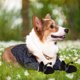 thumbnail image 5 of Aleko Zapatos para Perros, 4 Piezas, Protectores Antideslizantes para Patas de Perro, Zapatos Impermeables para Perros con Correas Reflectantes, Protectores para Patas de Perro de Invierno, Suela Blanda, Apto para Perros Pequeños, Negro ACTIVE Biensenido a ACTIVE, 5 of 5