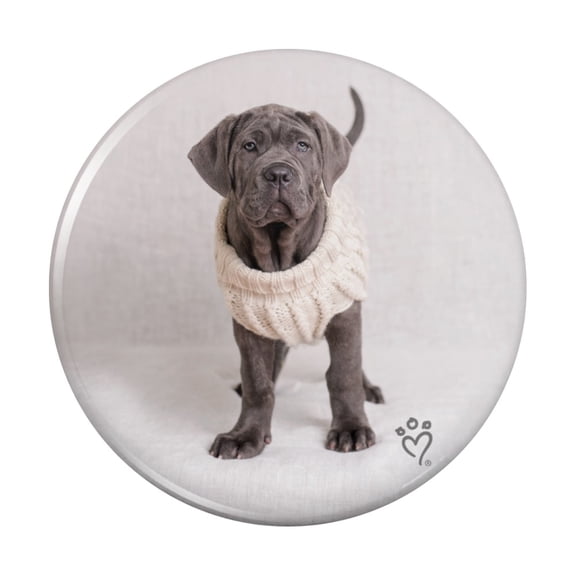 Neapolitan Mastiff Dog Nifty Sweater Pinback Button Pin