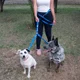 thumbnail image 3 of Correa Doble Perros 4 En 1 Reforzada Rotación 360° Bauvipets, 3 of 4