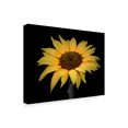 thumbnail image 2 of Trademark Fine Art 'Sunflowers Centered' Canvas Art by Assaf Frank, 2 of 3