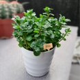 thumbnail image 3 of Bamboo Sticks For Garden Plants 50 Pcs, 3 of 5