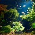 thumbnail image 4 of VERDANVERSE Falsas Para De Peces Resistentes Realistas Sin Afectar El, 4 of 6