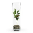 thumbnail image 3 of WGV Clear Cylinder Glass Vase, 4" W x 14" H, Floral Container, Glass Candle Holder Centerpiece for Home Accent Decor, 1 Piece, 3 of 7