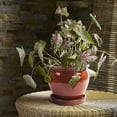 thumbnail image 5 of Southern Patio Wisteria 12 Inch Diameter Ceramic Planter Pot with Saucer, Red, 5 of 5