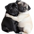 thumbnail image 1 of 2D Cute Adorable Pug Acrylic Car Air Vent Fragrance Diffuser, 1 of 8