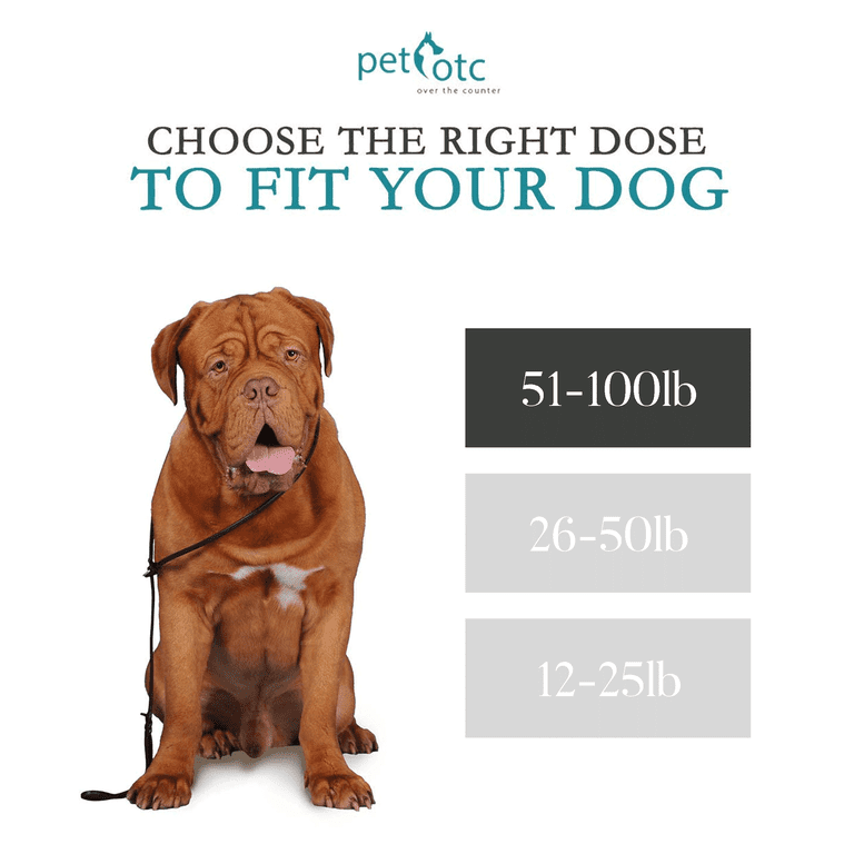 Natural Remedies For Dog Nausea