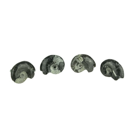 Ammonite Fossil Cabinet Knobs Or Drawer Pulls Set Of 4 Walmart