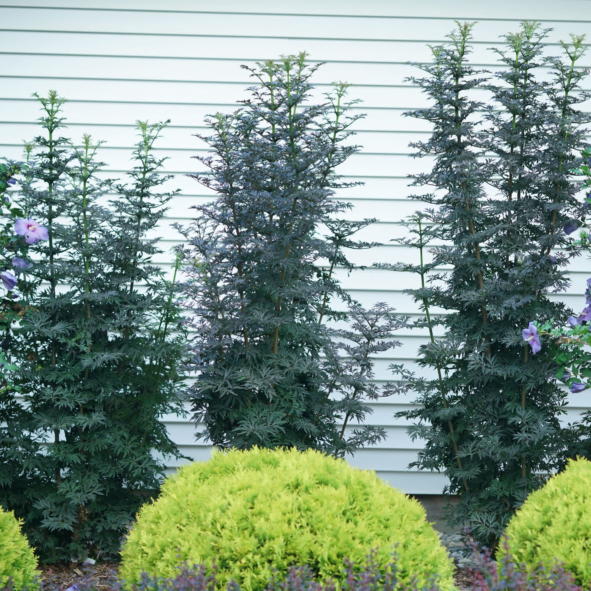 Proven Winners ColorChoice 5" Black Laced Up Elderberry Live Plant in 4.5" Pot (4 Count)
