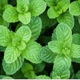 thumbnail image 6 of Mojito Mint Plant Live for Planting, Mojito Fresh Herb Mint, Mint for Home Garden Growing, 2-4 Inch Tall, 6 of 8