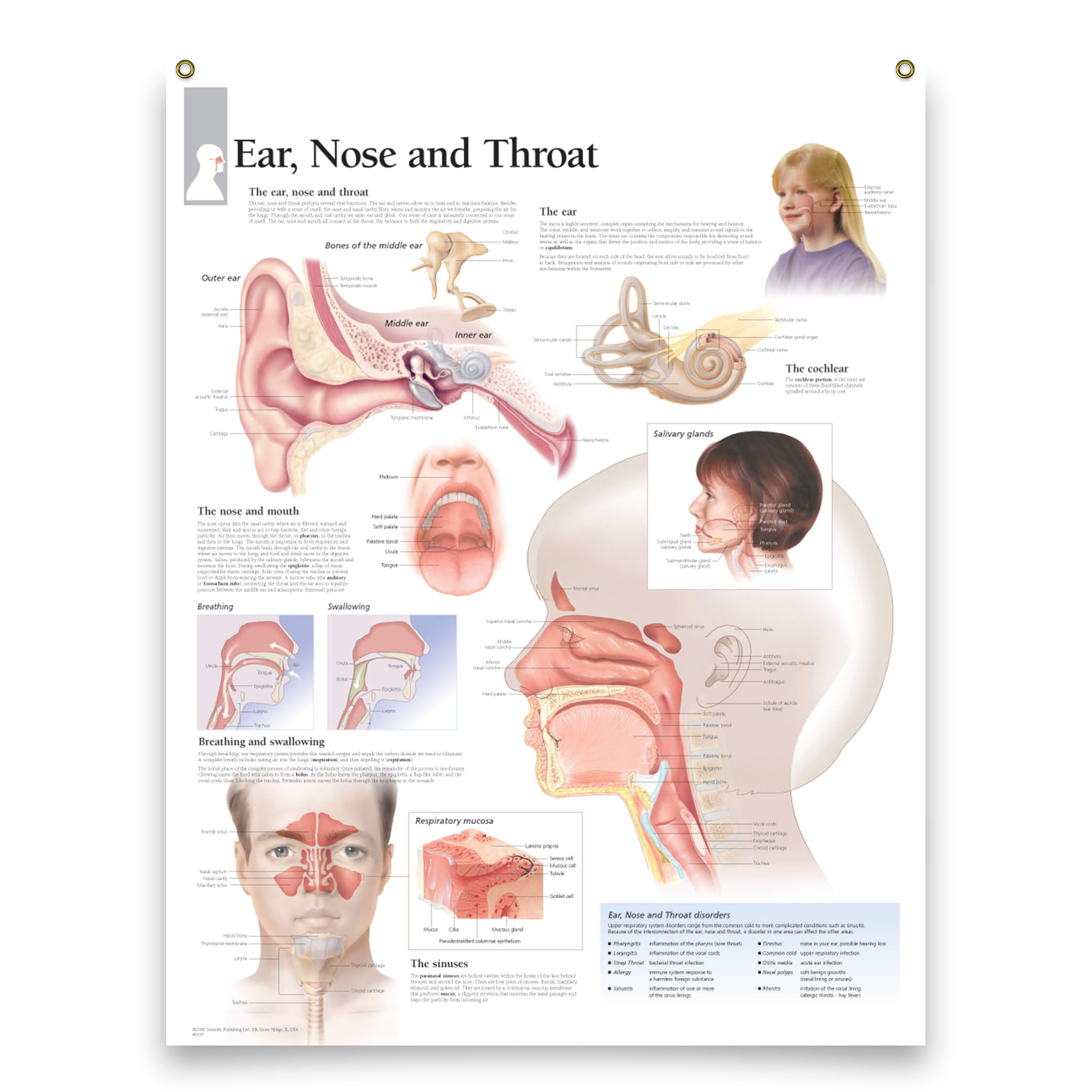 Ear, Nose, and Throat, Wall Decor Laminated Poster, Educational Art for  Offices