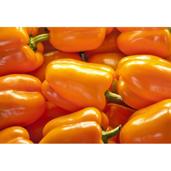 100 Seeds ORANGE King BELL PEPPER Sweet Capsicum Annuum Vegetable Seeds