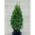 thumbnail image 1 of PFS 2 GL CEDAR - FRENCH, 1 of 1