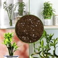 thumbnail image 6 of Lucky Bamboo Plant Potting Mix (4 Quarts), Custom Soil Mix for Repotting, 6 of 9
