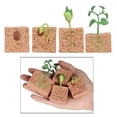 thumbnail image 1 of Kit de modelo de crecimiento de plantas de judías verdes, crecimiento de plantas de judías verdes, juguetes educativos para niños, juguetes de ciencia biológica, claridad notable, 1 of 7
