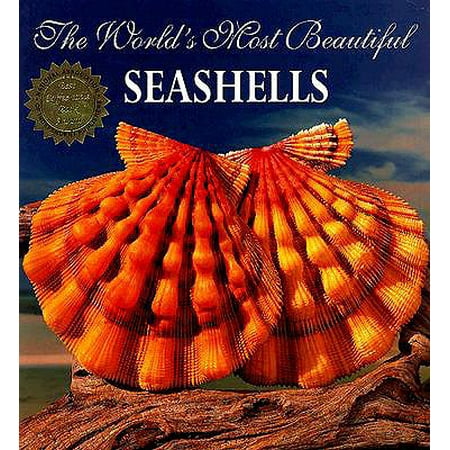 The World's Most Beautiful Seashells (Best Seashells In The World)