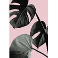 thumbnail image 2 of Artographie Studio 17x24 White Modern Wood Framed Museum Art Print Titled - Monstera Pink No 04, 2 of 4