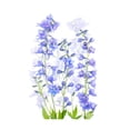 thumbnail image 2 of Parker, Jacky 11x14 White Modern Wood Framed Museum Art Print Titled - Delphinium, 2 of 4