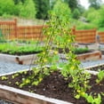 thumbnail image 3 of BLACK JAGUAR 2-Piece Green Cucumber Garden Trellis Grow Support for Climbing Plant, 3 of 10