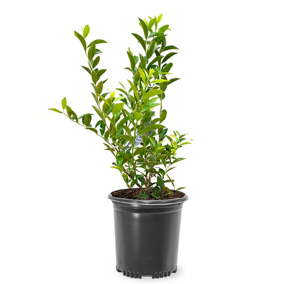 Expert Gardener 12-18 in. tall Powder Blue Rabbiteye Blueberry Live Shrub in 1-Gallon Grower Pot