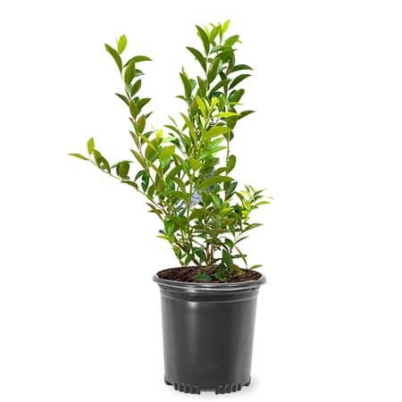 Expert Gardener 1-1.5 ft tall Powder Blue Rabbiteye Blueberry Live Shrub in 1-Gallon Grower Pot