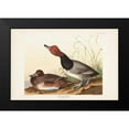 thumbnail image 2 of Audubon, John James 14x11 Black Modern Framed Museum Art Print Titled - Pl 322 Red-headed Duck, 2 of 5