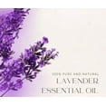 thumbnail image 5 of GreenHealth French Lavender Essential Oil 2 fl oz (59 ml) Glass Bottle w/ Cap, 5 of 8