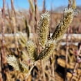 thumbnail image 2 of Mt. Aso Pussy Willow, 2 of 3