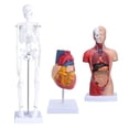 thumbnail image 4 of Kit De Modelo De Cuerpo Humano, Torso Desmontable De 26 Cm, Modelo De Esqueleto De 45 Cm, Kit Anatómico De Corazón Para Enseñanza Médica, 4 of 8