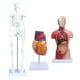 thumbnail image 3 of Modelo de esqueleto de torso de corazón ANGGREK Kit de modelo anatómico humano PVC respetuoso con el medio ambiente, 3 of 7