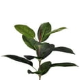 thumbnail image 2 of Vickerman 5' Potted Artificial Green Rubber Tree., 2 of 9
