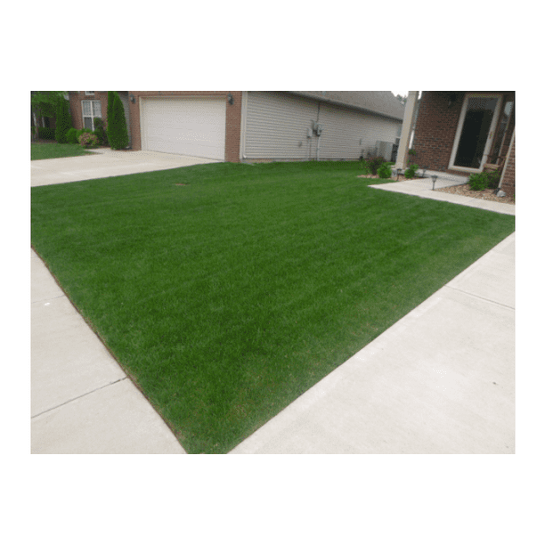 Nature S Grass Seed Velvet Blue Grass Seed Blend 1000 Sq Ft Turf Popr 1000 F Walmart Com