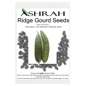 Indian Kari Patta Curry Leaves Plant Seeds (Murraya Koenigii) 10 Pcs | 100%  Naturally Home Grown | Aromatic Natural Herb | Drought Tolerant -  Walmart.com