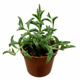 thumbnail image 5 of String of Dolphins Senecio Peregrinus Succulent Live Plant 2 Inch for Indoor Outdoor Home Office Garden Decor, 5 of 6