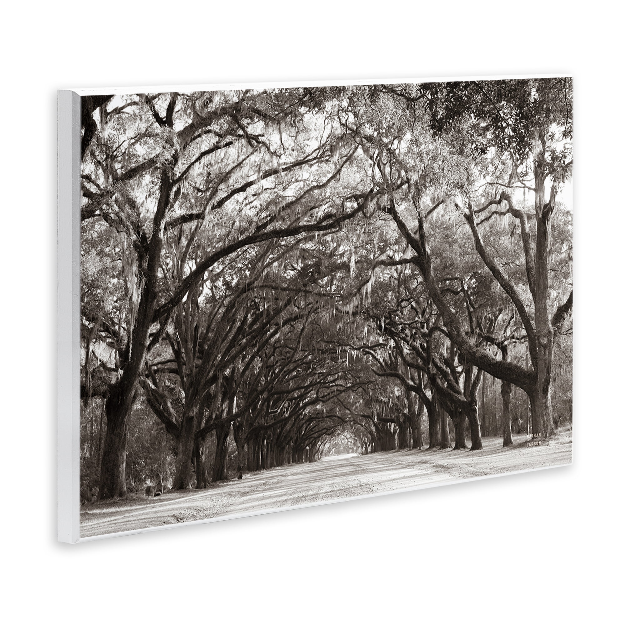 Stupell Industries Georgia Stroll Tree Tunnel Wall Plaque Art, design by Nathan Larson