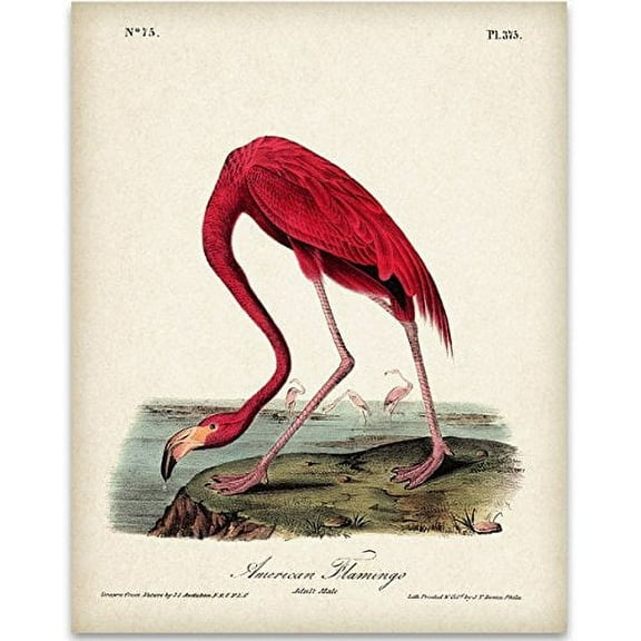 American Flamingo Illustration Art Print - 11x14 Unframed Art Print - Great Wall Decor