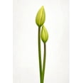 thumbnail image 2 of Gronkjar, Lotte 18x24 White Modern Wood Framed Museum Art Print Titled - Tulip Time, 2 of 4