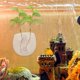 thumbnail image 1 of AURARMLET Maceta Transparente Con Ventosa Para Plantas En De Peces Y, 1 of 8