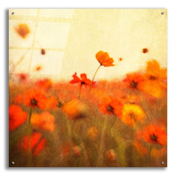 Epic Art 'Orange Happiness' by Dawn D Hanna, Acrylic Glass Wall Art, 36"x36"