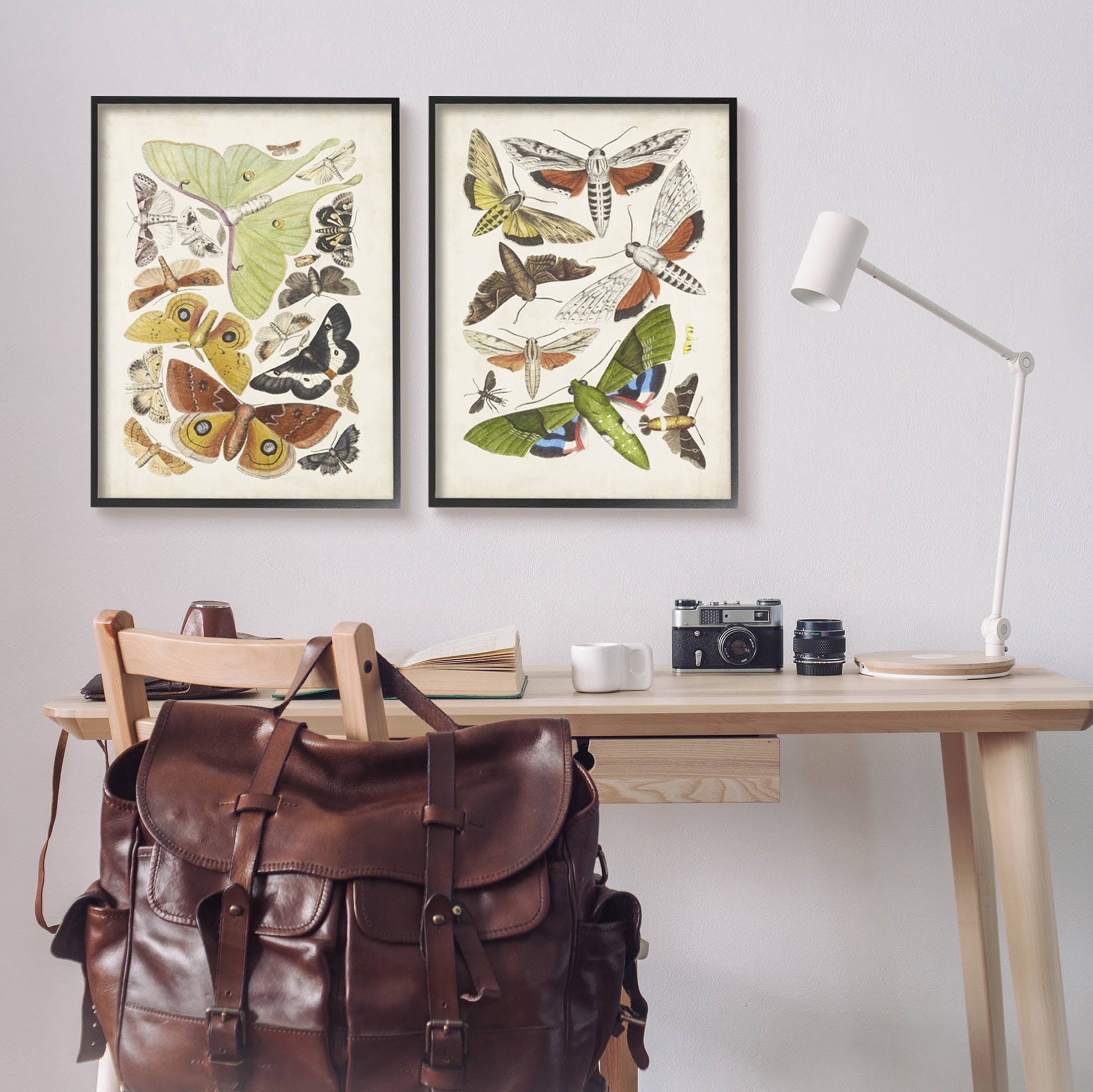 Stupell Industries Vintage Moths Latin Studies Graphic Art Black Framed Art Print Wall Art, Set of 2, Design by World Art Group
