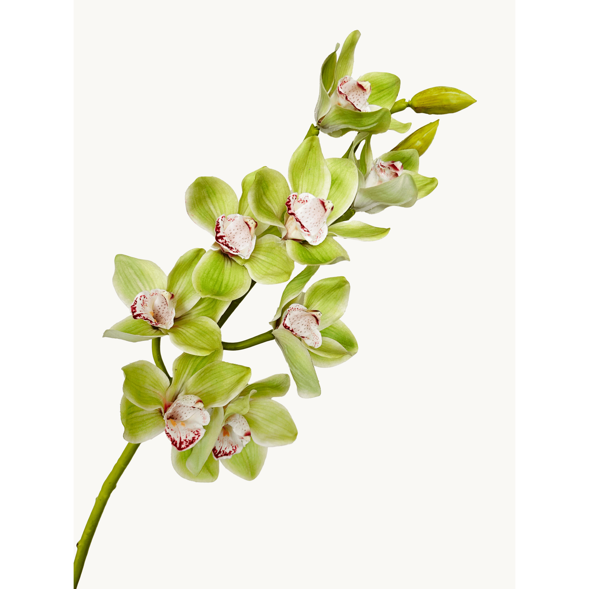 Amaranton 32" Real Touch 10 - Bloom Cymbidium Orchid - Green 4Pcs Artificial Flowers Bouquet for Gift Home Decor Indoor Outdoor Faux Orchid Flower Fake Floral Arrangements