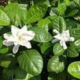 thumbnail image 6 of Gardenia Belmont  1 Extra Large 3 Gallon Plant  Gardenia Augusta 'Belmont'  Lush Blooming  Evergreen Elegance, 6 of 6